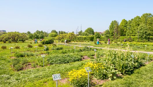 Apothecary Garden